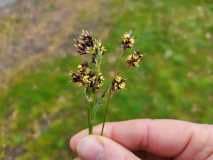 Planten wandeling Vliedberg Planten wandeling Vliedberg
