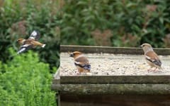 Appelvinken Appelvinken