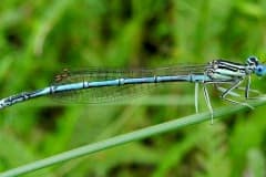 Kanaaljuffer Kanaaljuffer