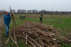 Natuurwerkgroep wilgen knotten aan de Hooibroeksesteeg Natuurwerkgroep wilgen knotten aan de Hooibroeksesteeg