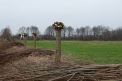 Natuurwerkgroep wilgen knotten aan de Hooibroeksesteeg Natuurwerkgroep wilgen knotten aan de Hooibroeksesteeg