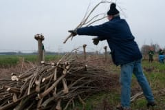 Natuurwerkgroep wilgen knotten aan de Hooibroeksesteeg Natuurwerkgroep wilgen knotten aan de Hooibroeksesteeg