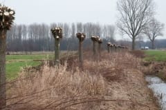 Natuurwerkgroep wilgen knotten aan de Hooibroeksesteeg Natuurwerkgroep wilgen knotten aan de Hooibroeksesteeg