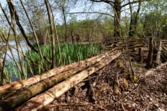 Natuurwerk in de Ottershoek Natuurwerk in de Ottershoek