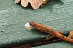 Kleine watersalamander Kleine watersalamander