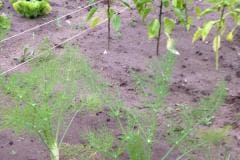 Duizendpoot Vlijmen - groentenbed Duizendpoot Vlijmen - groentenbed