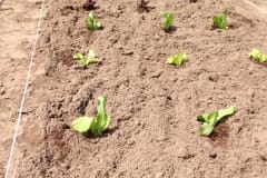 Duizendpoot Vlijmen - aanplant sla en paprika Duizendpoot Vlijmen - aanplant sla en paprika