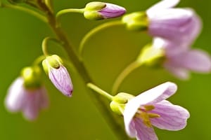 Sompen en Zooislagen